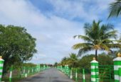 Mango farm in Acharapakkam