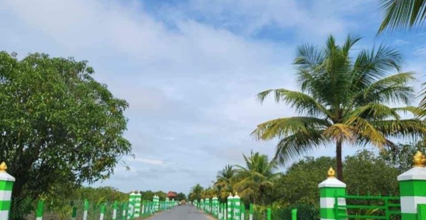 Mango farm in Acharapakkam