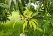 Mango farm in Acharapakkam