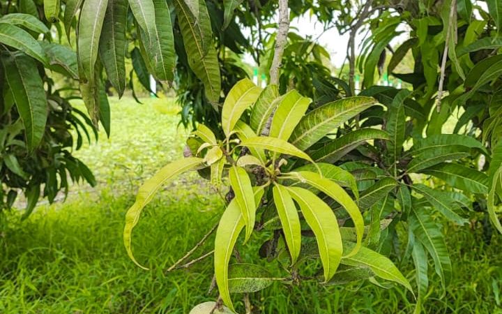 Mango farm in Acharapakkam