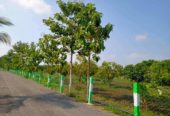 Mango farm in Acharapakkam