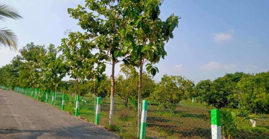 Mango farm in Acharapakkam