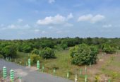 Mango farm in Acharapakkam