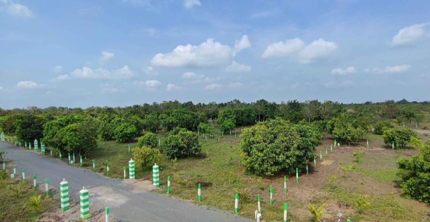 Mango farm in Acharapakkam