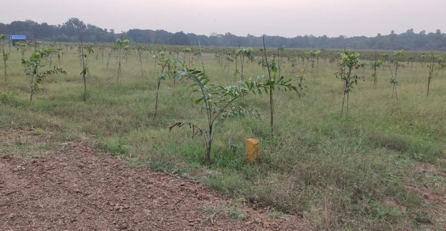 FARMLAND FOR SALE, 150Sq.aYards and 200 SQ.yards