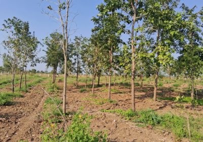 Red Sandal Farm Land in Mundlamuru Village