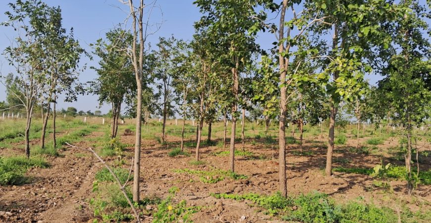 Red Sandal Farm Land in Mundlamuru Village