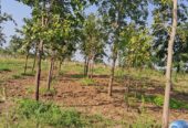 Red Sandal Farm Land in Mundlamuru Village