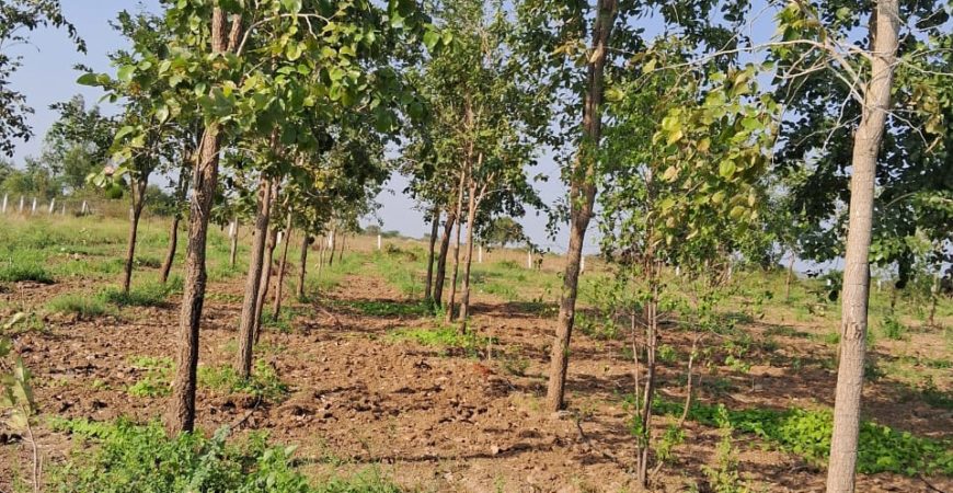 Red Sandal Farm Land in Mundlamuru Village