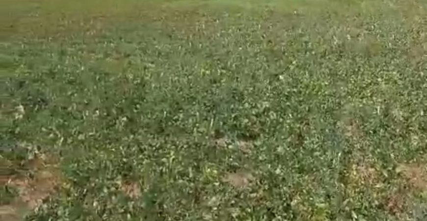 8 acres agriculture land Budidapadu village