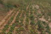 8 acres agriculture land Budidapadu village