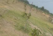 MANGO Farm Managed @WARANGAL HIGHWAY