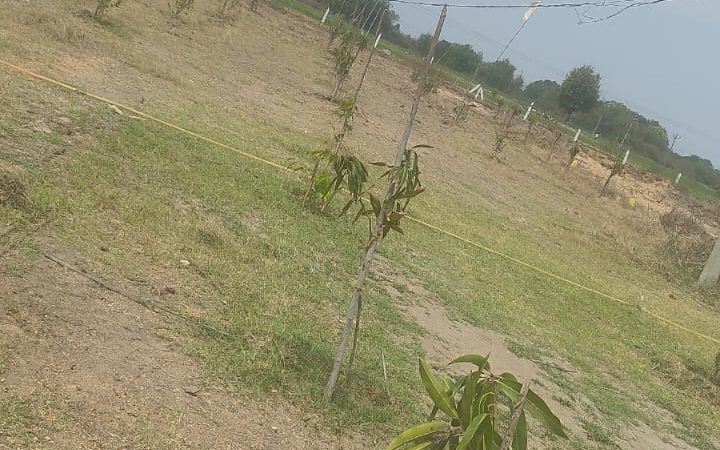 MANGO Farm Managed @WARANGAL HIGHWAY