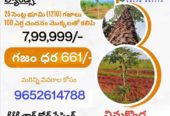 Farm land @Vinukonda