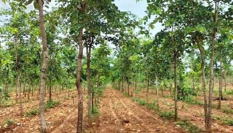 Redsanders Farm Land @Kanchipuram