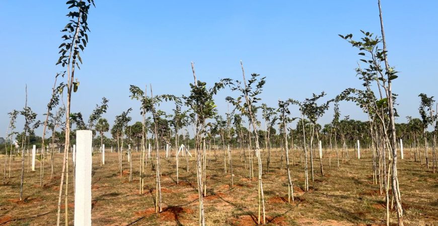 Redsanders Farm Land @Kanchipuram