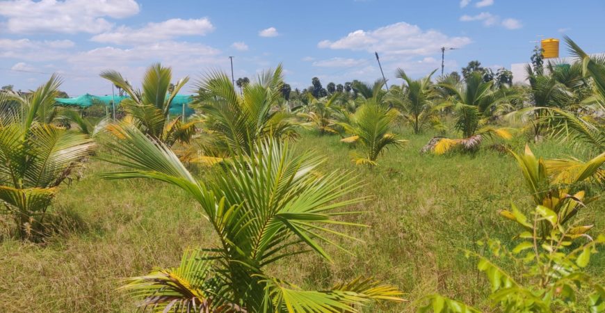 Redsanders Farm Land @Kanchipuram