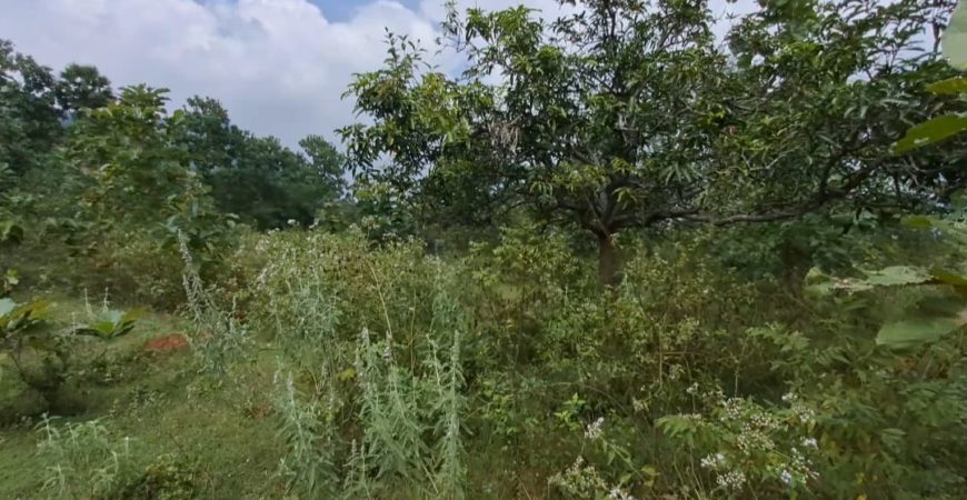 Farm Land @Kodaikanal Foothills