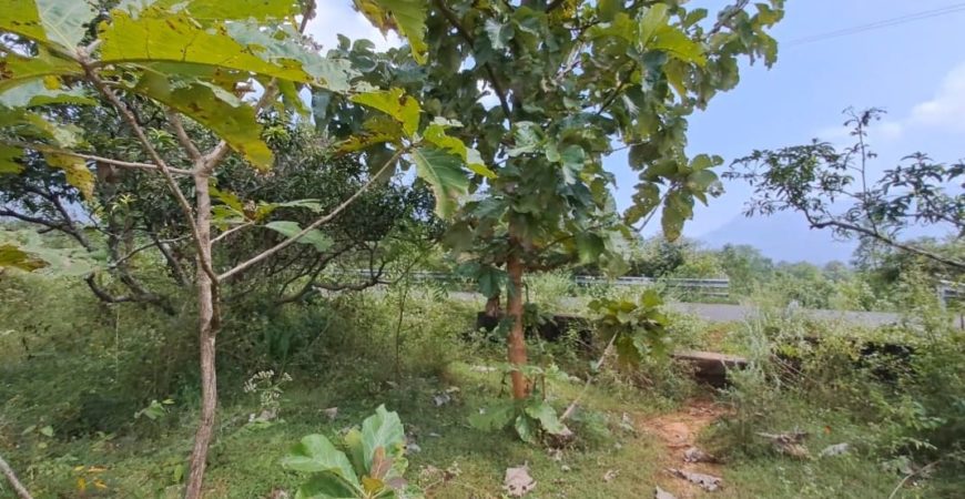 Farm Land @Kodaikanal Foothills