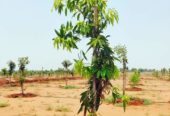 Maheswaram farm land plots