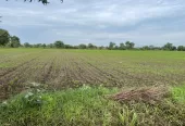 50+ Acres Prime Farmland for Sale in Yavatmal