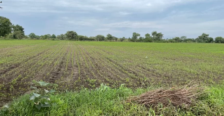 50+ Acres Prime Farmland for Sale in Yavatmal